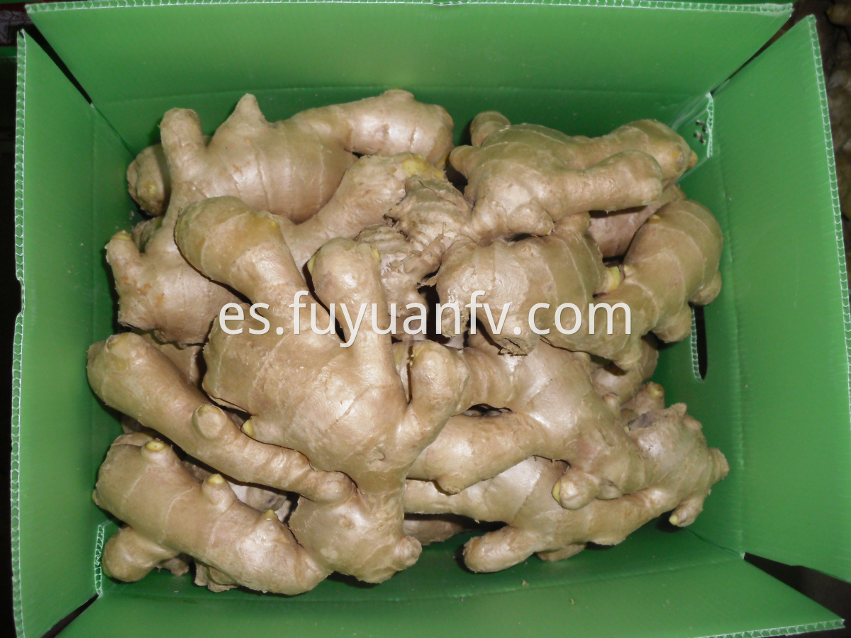 dried Ginger